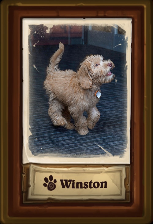 Winston.jpg